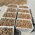 Chinese 185 type thin shell wholesale price walnuts 32MM